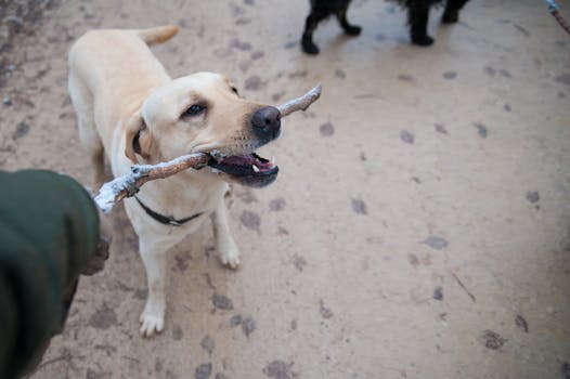 dog park safety happy dog