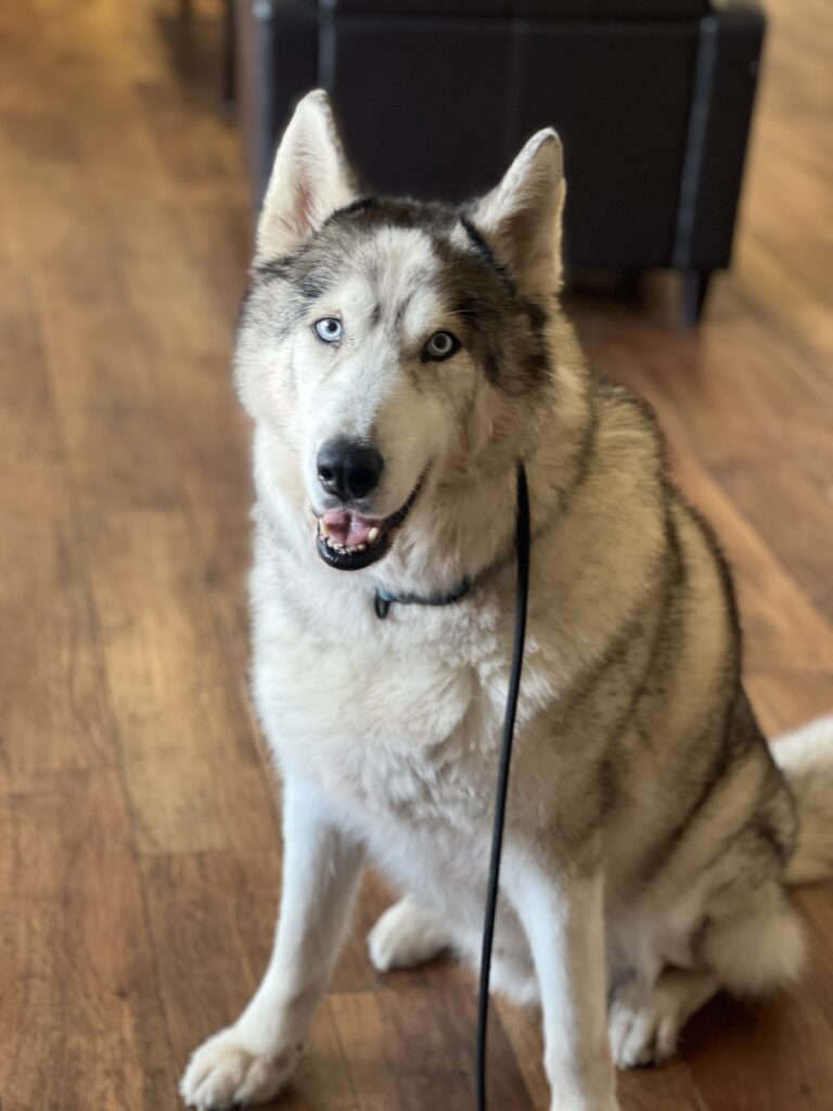 husky in dog training